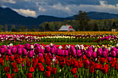 Mount Vernon, Bundesstaat Washington, Tulpenstadt, Roozengaarde, Feld mit bunten Tulpen, die hoch aufragen und Muster bilden, mit einer roten Scheune im Hintergrund