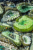 Strand 4, Kalaloch Lodge Olympic National Park, Bundesstaat Washington, USA. Seeanemonen