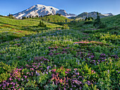 Bundesstaat Washington, Mount Rainier National Park, Mount Rainier und Wildblumen