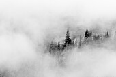 Bundesstaat Washington, Mount Rainier-Nationalpark. Tannenbäume in den Wolken