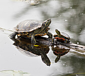 Washington State, Lake Washington. Painted turtles on log