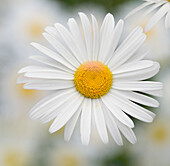 Washington State. Oxeye daisy