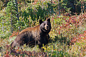 Black Bear, autumn berry country