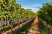 USA, Washington State, Red Mountain. A row of Cabernet Sauvignon grapes in a vineyard in Yakima Valley.