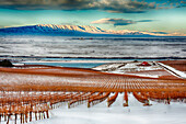 USA, Washington State, Pasco. Winter on Sagemoor Vineyard with the Columbia River and Rattlesnake Mountain in the background.