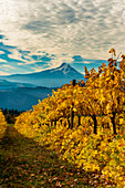 USA, Washington State, Stevenson. Morning light on the changing fall colors of a Columbia River Gorge vineyard.