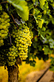 USA, Washington State, Pasco. Clusters of Sauvignon Blanc grapes.