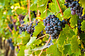 USA, Washington State, Yakima Valley. Clusters of Grenache grapes in a Yakima Valley vineyard.
