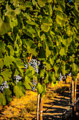 USA, Washington State, Zillah. Harvest of rows of Cabernet Sauvignon in a Yakima Valley vineyard.