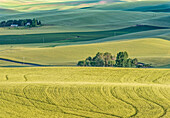 Washington State, Whitman County. Palouse farm fields