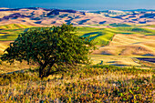 USA, Washington State, Palouse Region, Alter Apfelbaum mit Blick auf die rollenden Erntehügel