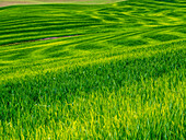 USA, Washington State, Palouse Country, Rolling Green Hills of Spring Wheat