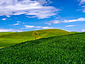 USA, Washington State, Palouse Country, Lone Tree in Spring Wheat Field