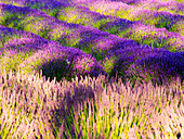 USA, Bundesstaat Washington, Sequim, Lavendelfeld in voller Blüte