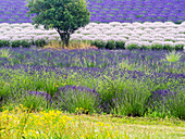 USA, Bundesstaat Washington, Sequim, Lavendelfeld in voller Ausdehnung mit Lone Tree
