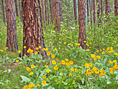 USA, Bundesstaat Washington, Ostkaskadengebirge, Ponderosa-Kiefer mit Frühlingsblühern