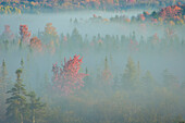 USA, West Virginia, Canaan Valley State Park. Wald im Nebel