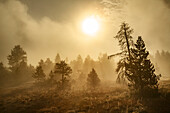 Tree silhouetted at sunrise, Upper Geyser Basin, Yellowstone National Park, Wyoming.