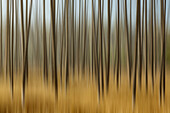 Blurred motion treatment of fallen ghost trees, Yellowstone National Park, Wyoming.