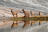 Herd of Elk and reflection, Canary Spring, Yellowstone National Park, Wyoming.