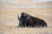 Amerikanischer Bison auf einer Wiese mit leichtem Schneegestöber, Yellowstone National Park, Wyoming