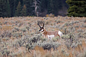 Männliches Pronghorn, Grand-Teton-Nationalpark, Wyoming