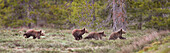 USA, Wyoming, Grand Teton National Park. Yearling grizzly bears running to catch up with sow bear