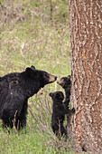 USA, Wyoming, Yellowstone National Park. Black bear cubs and mother bear