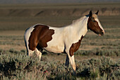 USA, Wyoming. Wild stallion stands in desert sage brush.