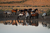 USA, Wyoming. Wild horses drink from waterhole in desert.