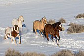 Cowboy horse drive on Hideout Ranch, Shell, Wyoming. Herd of horses running in snow.