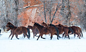 Cowboy-Pferdetrieb auf der Hideout Ranch, Shell, Wyoming. Pferdeherde auf dem Weg in den Schnee.