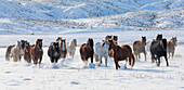 Cowboy-Pferdetrieb auf der Hideout Ranch, Shell, Wyoming. Pferdeherde auf dem Weg in den Schnee.