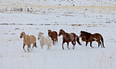 Cowboy-Pferdetrieb auf der Hideout Ranch, Shell, Wyoming. Pferdeherde läuft im Schnee.