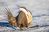 Usa, Wyoming, Sublette County, a Greater Sage Grouse displays on a snow-covered lek.