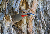 Usa, Wyoming, Lincoln County, a Northern Flicker removes a fecal sac from the nest cavity in a cottonwood tree.