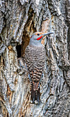Usa, Wyoming, Lincoln County, a Northern Flicker sits at the nest cavity in a cottonwood tree.