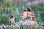Usa, Wyoming, Sublette County, Burrowing Owl chicks stand at the burrow entrance and lean on each other.