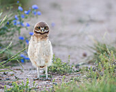 Usa, Wyoming, Sublette County, a young Burrowing Owl standing with a floral background.