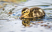 Usa, Wyoming, Sublette County, a duckling swims amongst the duckweed.
