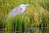 Usa, Wyoming, Sublette County, a juvenile Great Blue Heron forages for food.