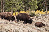 Yellowstone-Nationalpark, Wyoming, USA. Bison-Familie beim Wandern im Lamar Valley.