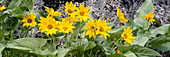 USA, Wyoming. Pfeilblättrige Balsamwurz (Balsamorhiza sagittata) in einem Geröllfeld, Yellowstone National Park.