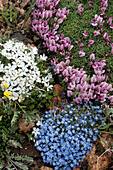 USA, Wyoming. Alpine forget-me-not, dwarf clover and Alpine Phlox, Beartooth Pass.