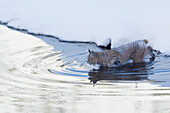 Bobcat, winterliche Flussüberquerung