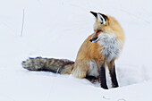 Red Fox during winter