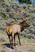 Elk (Cervus canadensis) near Indian Creek, Yellowstone National Park, Wyoming, USA.