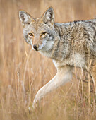 Mountain Coyote, Canis latrans lestes, Grand Teton National Park, Wyoming