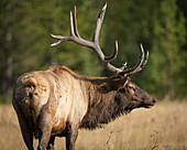 Mud covered antlers on a Rocky mountain bull elk in full rut, Cervus elaphus, Madison River, Yellowstone National Park, Wyoming