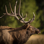 Mud covered antlers on a Rocky mountain bull elk in full rutting behavior, Cervus elaphus, Madison River, Yellowstone National Park, Wyoming